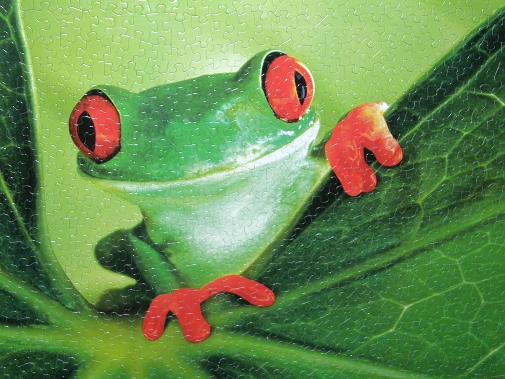 frog jigsaw puzzle