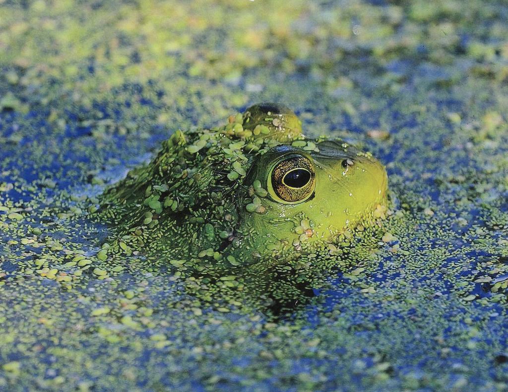 wet frog photo