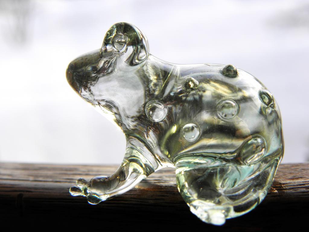 small glass frog