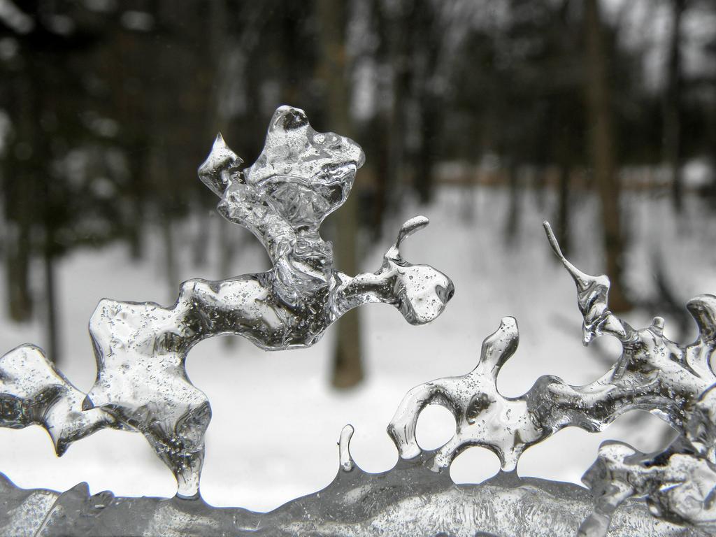 nature's ice frog