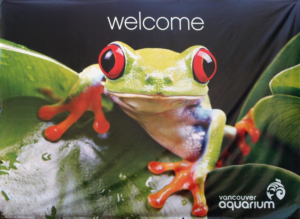 frog billboard at the Vancouver Aquarium