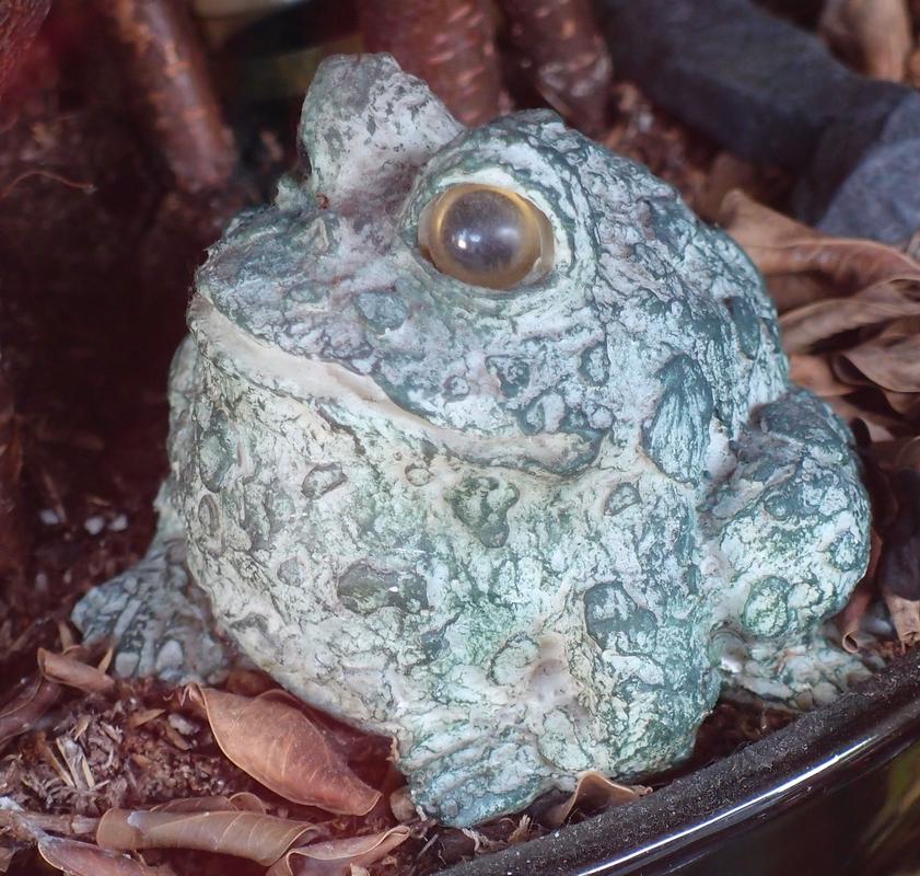 ceramic pottery frog