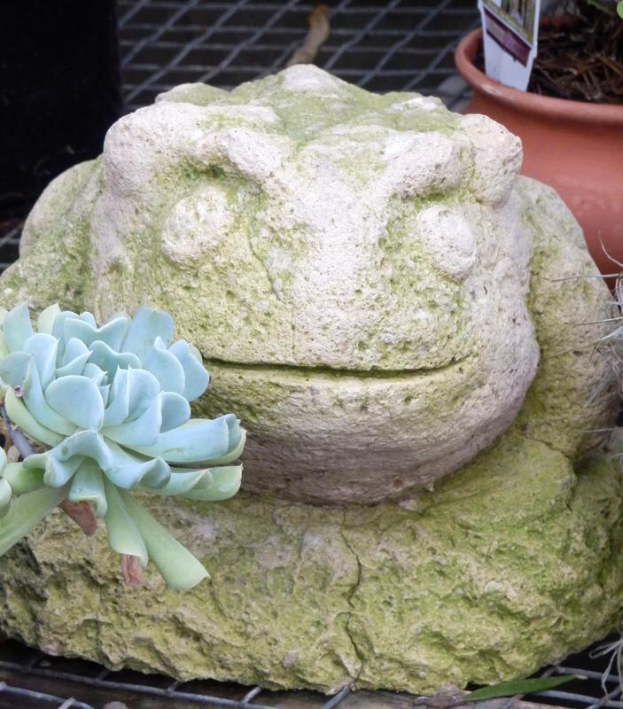 weathered garden frog