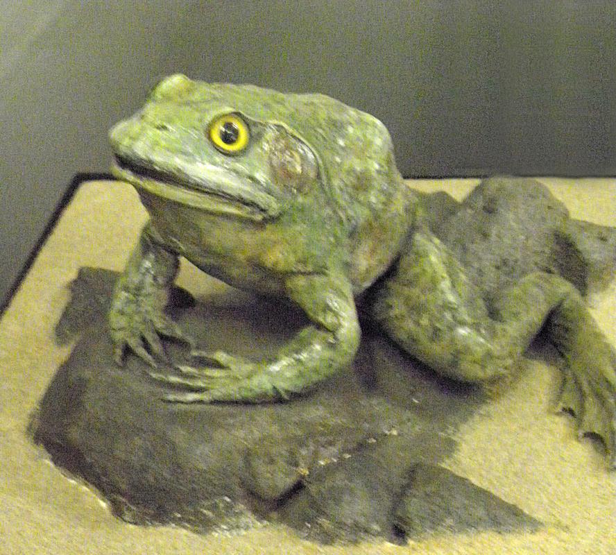 taxidermic frog