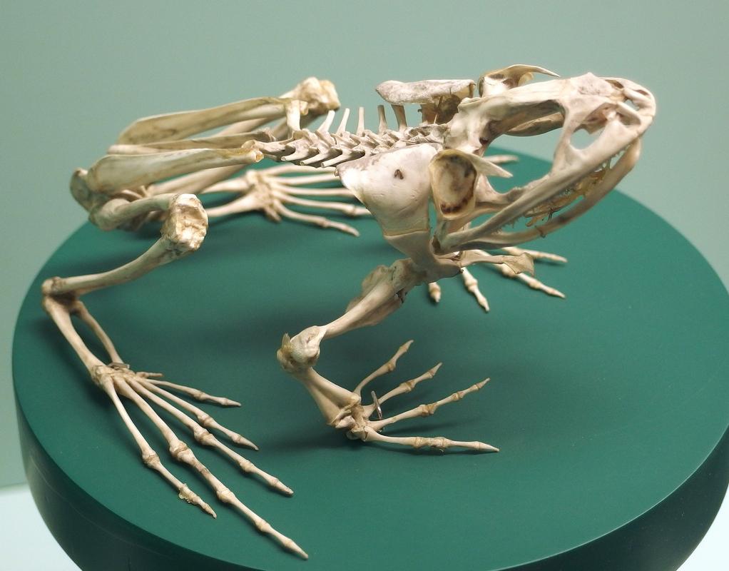 Bullfrog skeleton