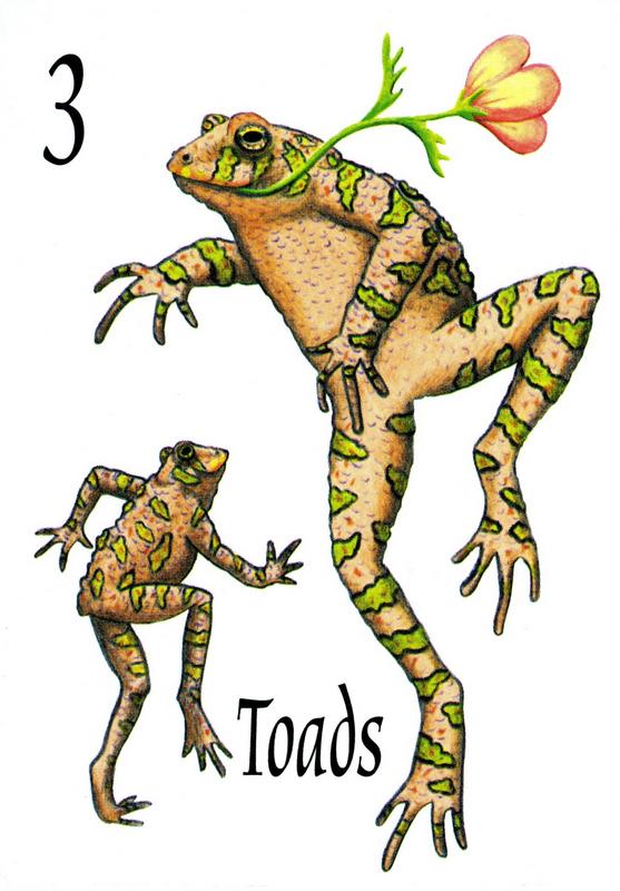 Frog Juice card