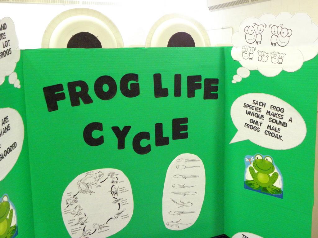 frog life cycle presentation