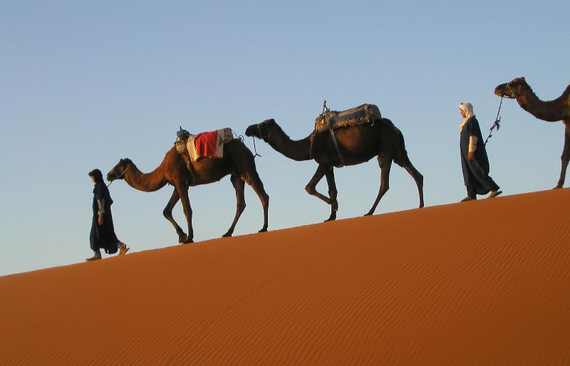 camel train in the Sahara Desert, Morocco