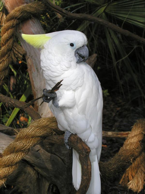 Sulfur-crested Cockatoo