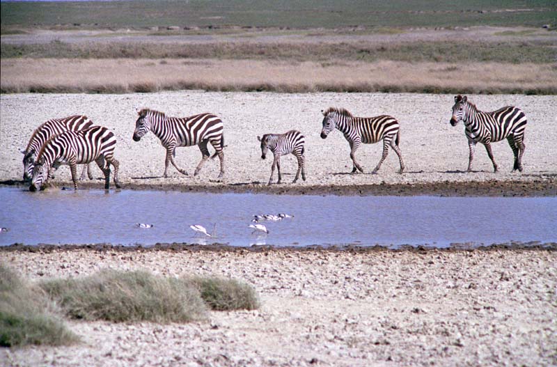 zebras in the Serengeti, Tanzania