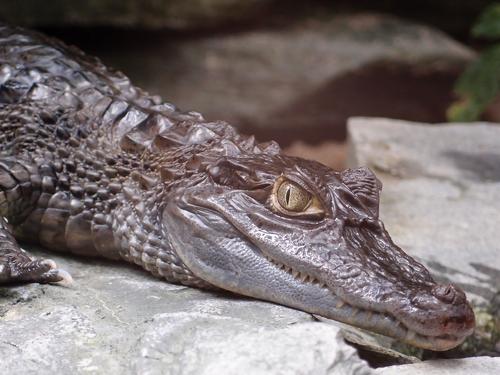 evil-eyed alligator in the zoo aquarium at Berlin in Germany