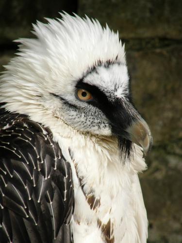 Bearded Vulture (Gypaetus barbatus) at Guttenberg Castle in west Germany