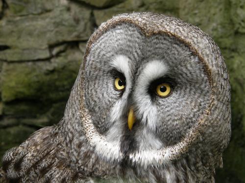 Great Grey Owl (Strix nebulosa) at Guttenberg Castle in west Germany