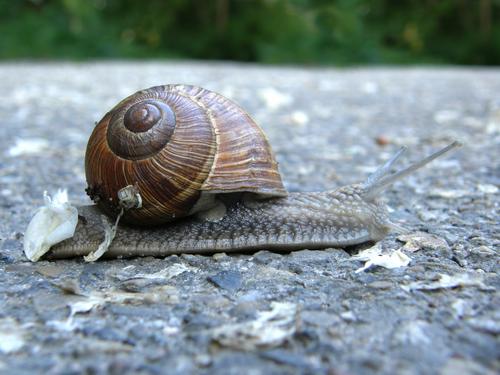 snail crossing a road in France near the border with west Germany