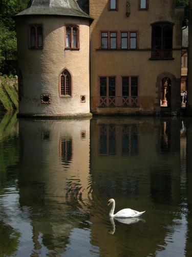 swan in front of Mespelbrunn Castle in west Germany