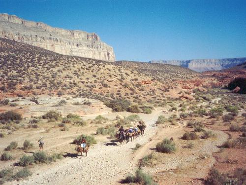mule train in the Grand Canyon, Arizona