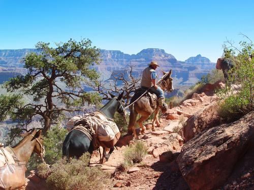 a mule train headed up the South Kaibab Trail toward the south rim of the Grand Canyon in Arizona