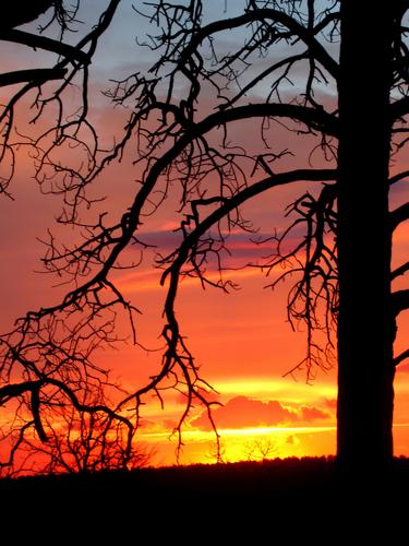 fiery sunrise in the Kaibab Forest on the way to the north rim of the Grand Canyon in Arizona