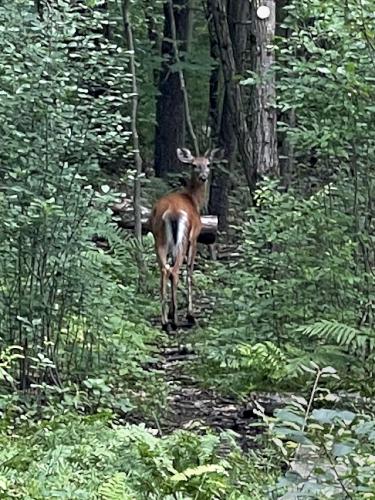 deer in July at Acker Conservation Land near Westford in northeast MA