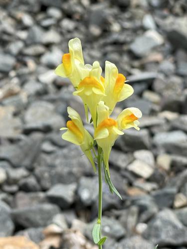 Common Toadflax (Linaria vulgaris) in July at Acker Conservation Land near Westford in northeast MA