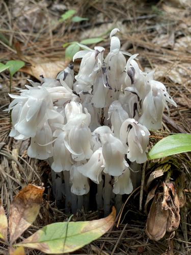 Indian Pipe (Monotropa uniflora) in July at Acker Conservation Land near Westford in northeast MA