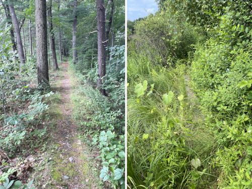 trail in July at Acker Conservation Land near Westford in northeast MA