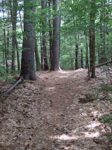 trail at Acorn Town Forest in southeastern New Hampshire