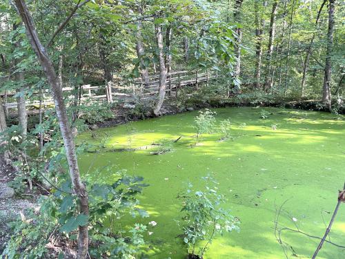 swampy area in September at Acton Arboretum in northeast MA