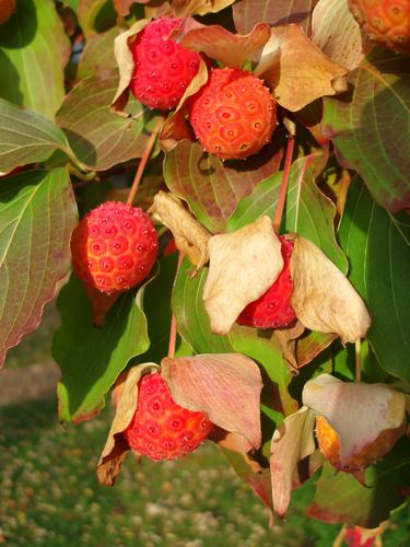 fruit of Japanese Dogwood (Cornus kousa) in October