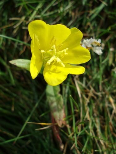 Small Sundrops (Oenothera perennis) in October on Mount Agamenticus