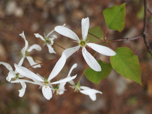 Flowering Shadbush (Amelanchier arborea) in May at Ahern State Park in New Hampshire