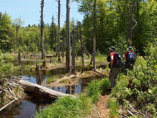 trail crossing a beaver dam on the way to Albany Mountain in western Maine