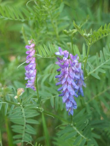 Cow Vetch (Vicia cracca) at Ames Hill in southern New Hampshire