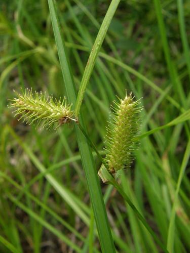 Lurid Sedge (Carex lurida)