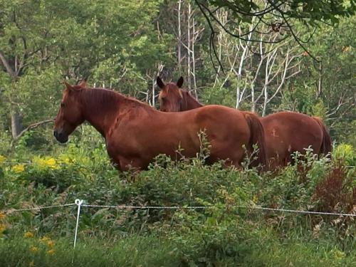 horses at Merck Forest and Farmland near Antone Mountain in southwest Vermont
