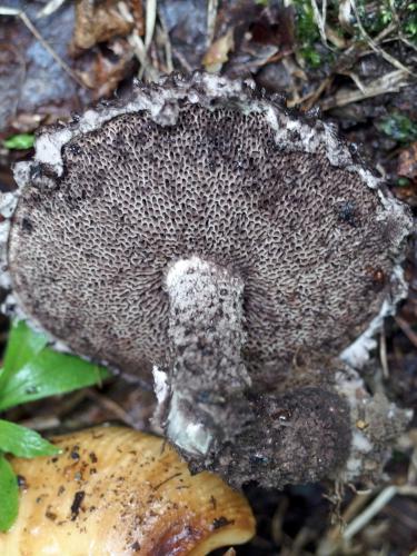 Old Man of the Woods (Strobilomyces strobilaceus) mushroom at Antone Mountain in southwest Vermont