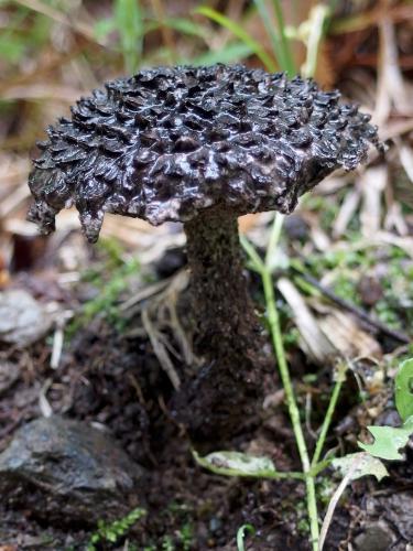 Old Man of the Woods (Strobilomyces strobilaceus) mushroom at Antone Mountain in southwest Vermont