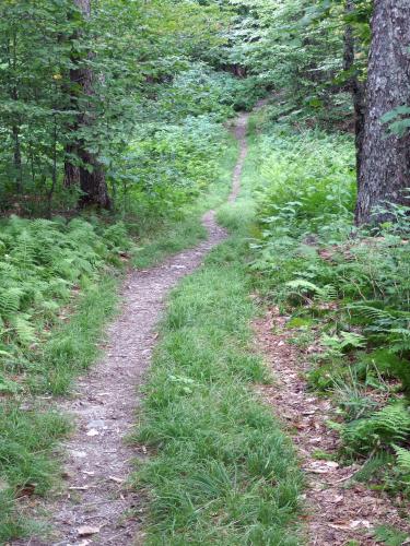 trail at Antone Mountain in southwest Vermont