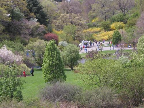 the grounds in May during Lilac Sunday at the Arnold Arboretum in eastern Massachusetts