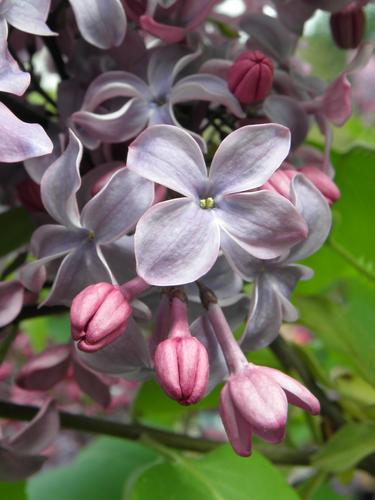 lilac at the Arnold Arboretum in Massachusetts