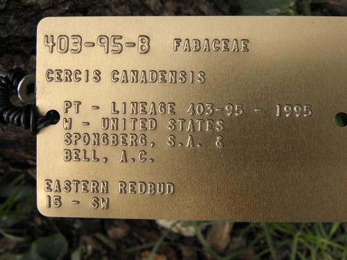 species identification tag at the  Arnold Arboretum