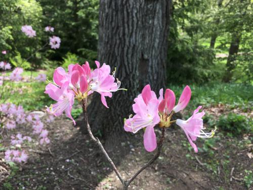 Pinkshell Azalea (Rhododendron vaseyi) in May in the Arnold Arboretum at Jamaica Plain in Massachusetts