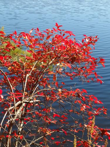 November color beside the reservoir at Ashland State Park in Massachusetts