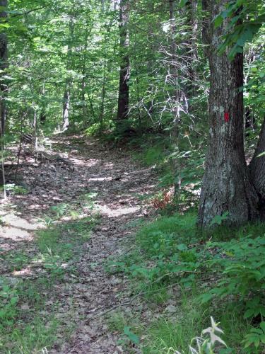 trail up Asnebumskit Ridge near Paxton MA