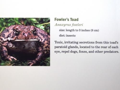 toad informational display inside the Visitor Center at Assabet River National Wildlife Refuge in eastern Massachusetts