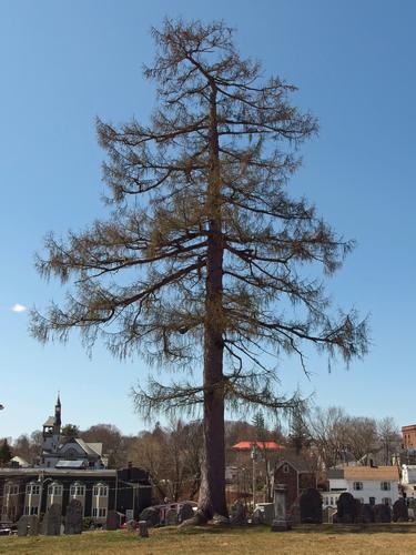 state champion Larch tree in Marlborough beside the Assabet River Rail Trail in eastern Massachusetts