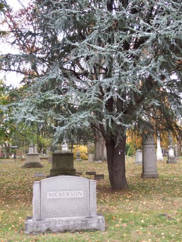 Atlas Cedar in November at Mount Auburn Cemetery in Massachusetts