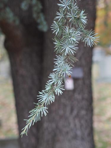Atlas Cedar in November at Mount Auburn Cemetery in Massachusetts