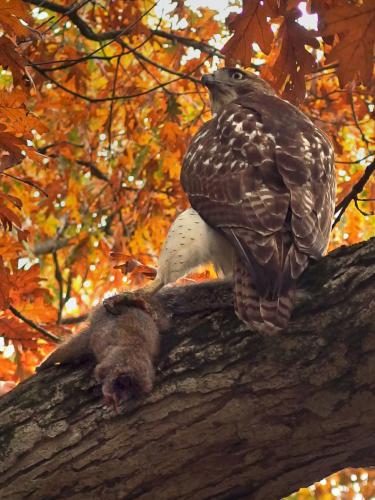 hawk with prey in November at Mount Auburn Cemetery in Massachusetts