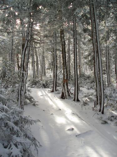 snowy trail to Mount Avalon in New Hampshire
